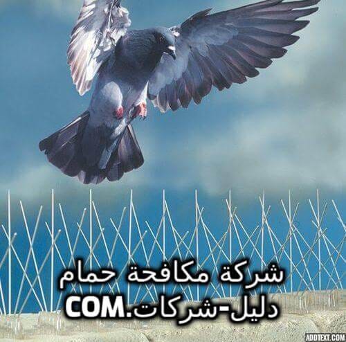 شركة مكافحة حمام